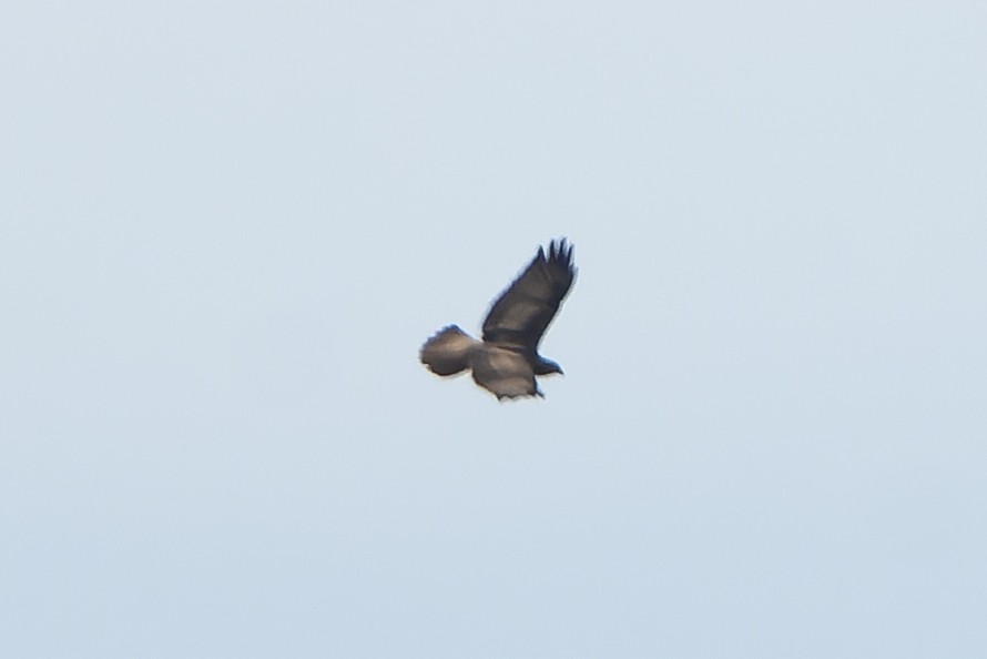 Common Buzzard (Steppe) - ML647399122