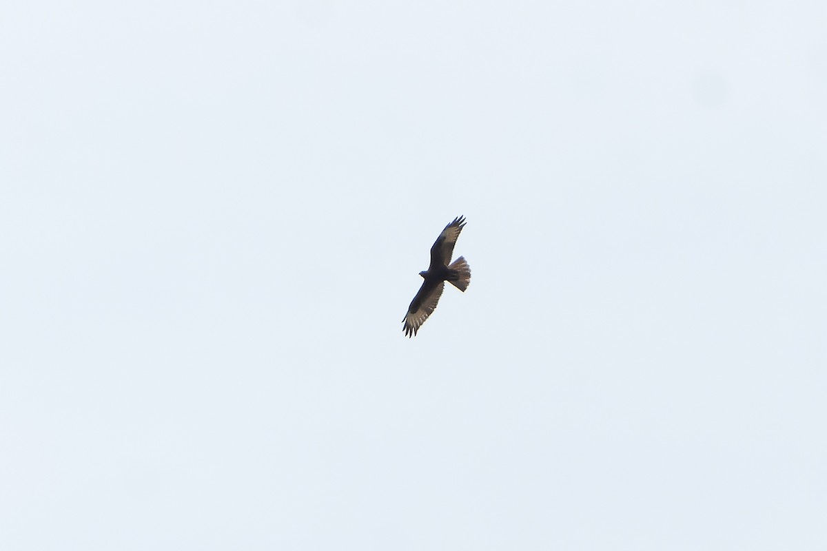 Common Buzzard (Steppe) - ML647399124