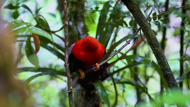 Андский скальный петушок - ML647399136