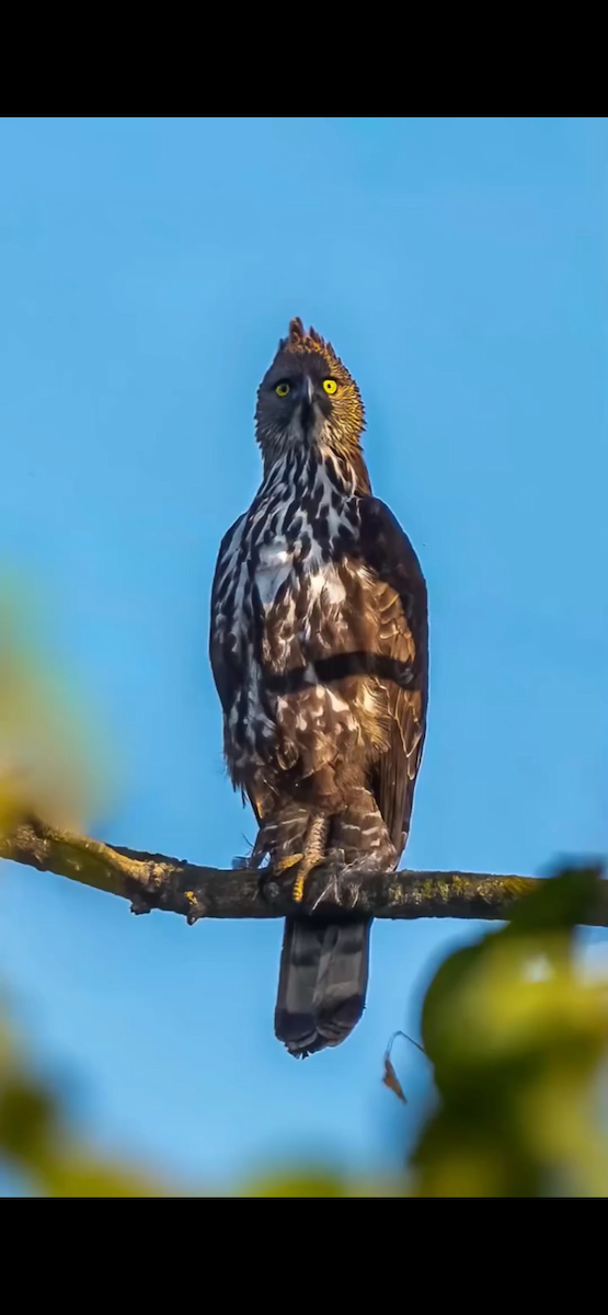 Changeable Hawk-Eagle - ML647399150