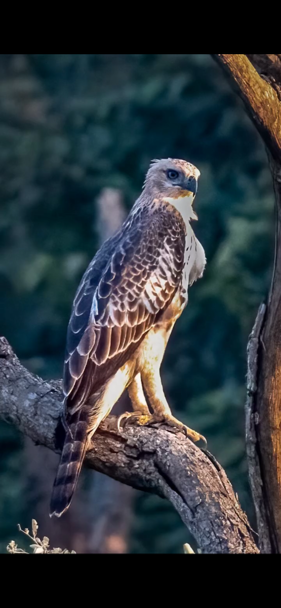 Changeable Hawk-Eagle - ML647399151
