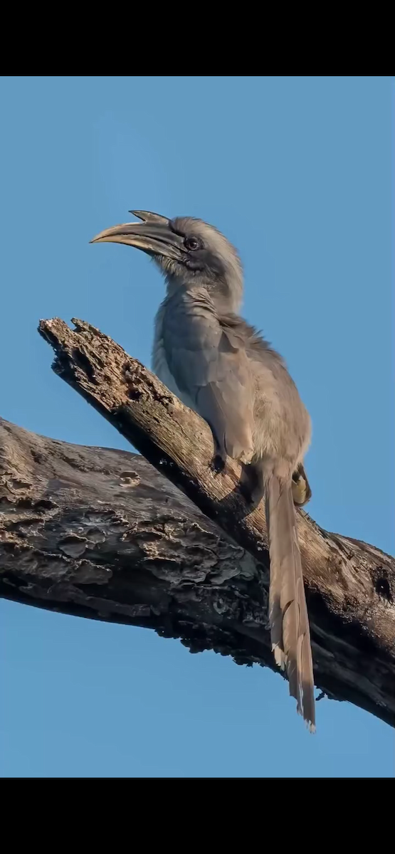 Indian Gray Hornbill - ML647399154