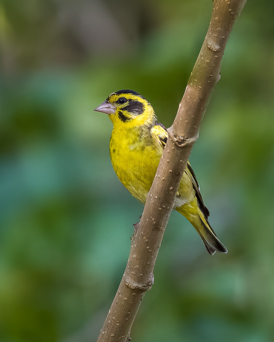 Yellow-breasted Greenfinch - ML647399166