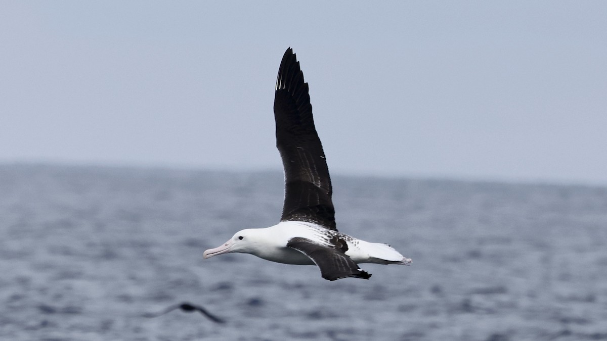 Albatros Real Septentrional - ML647399167