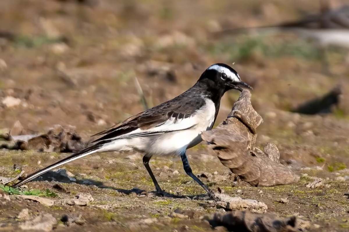 Lavandera India - ML647399169