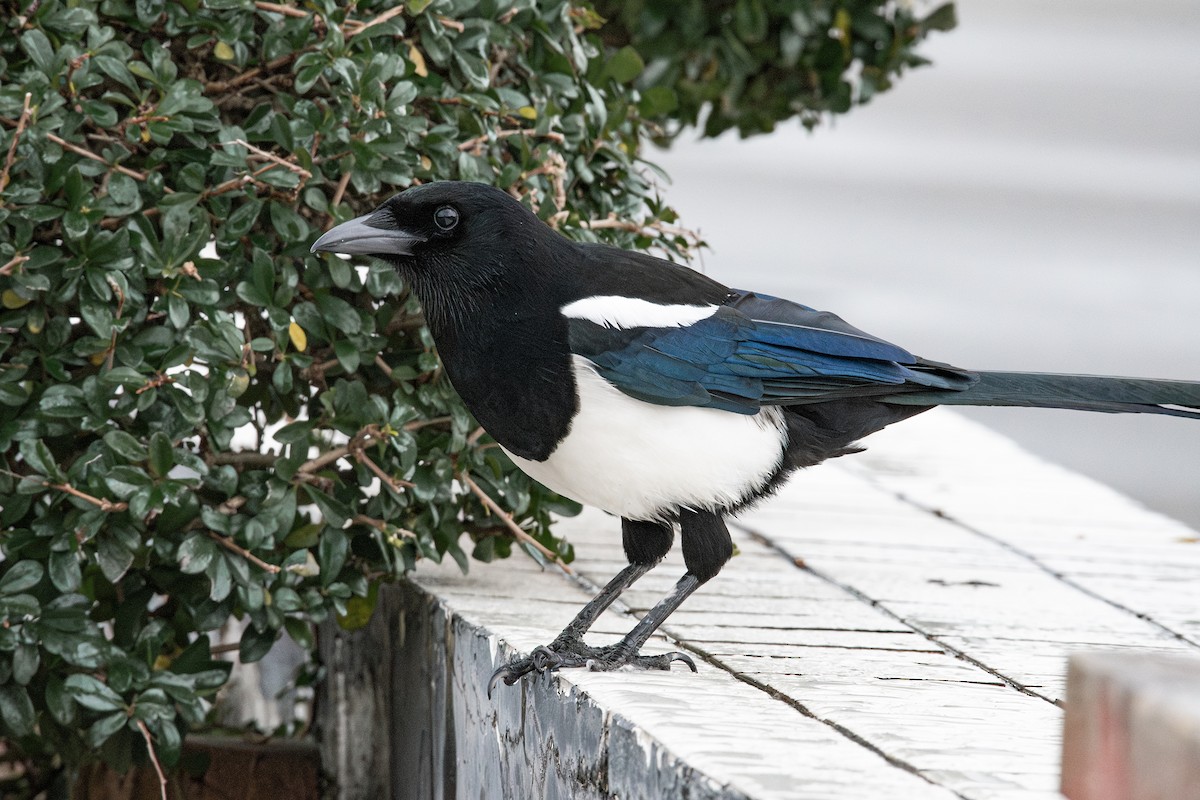 orientskjære - ML647399177