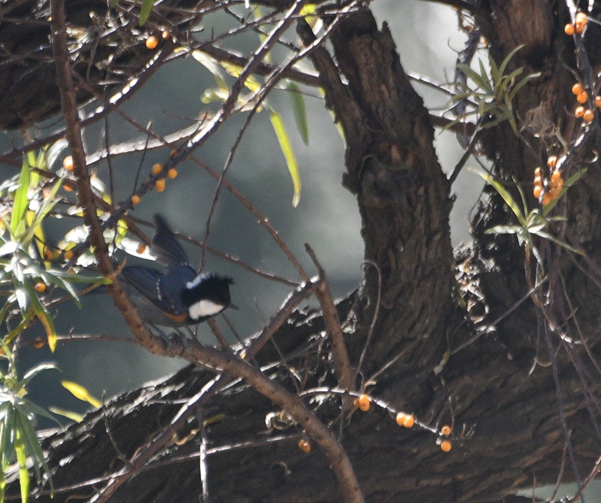 Coal Tit - ML647399178
