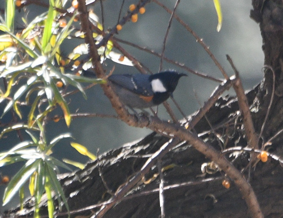 Coal Tit - ML647399179