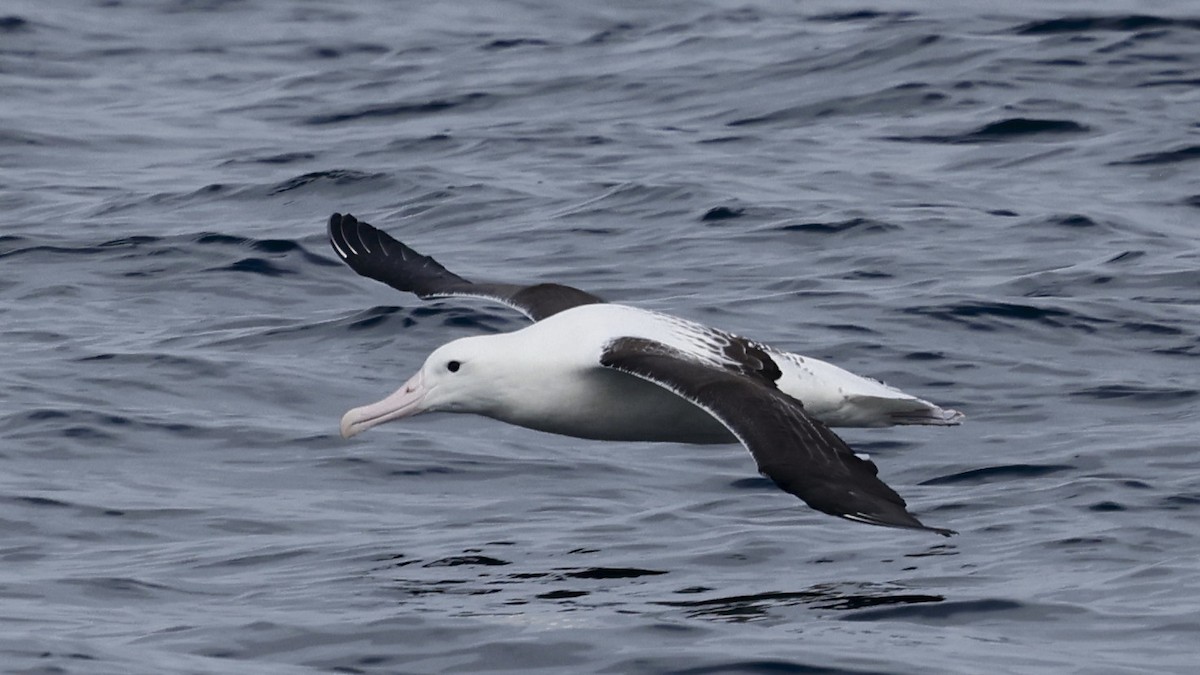 Albatros Real Septentrional - ML647399182