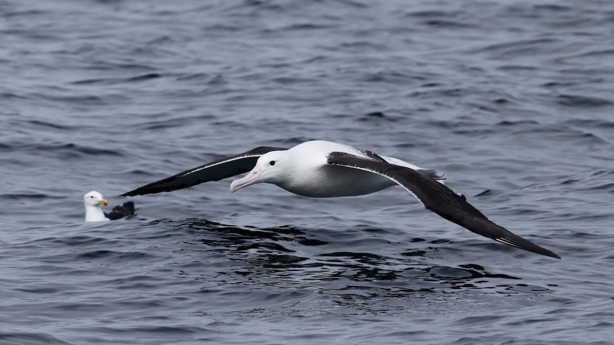 Albatros Real Septentrional - ML647399207