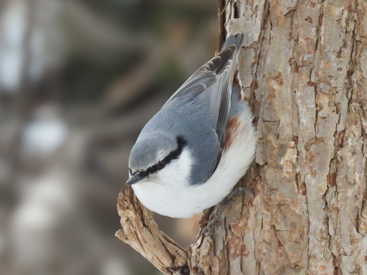 brhlík lesní - ML647399209