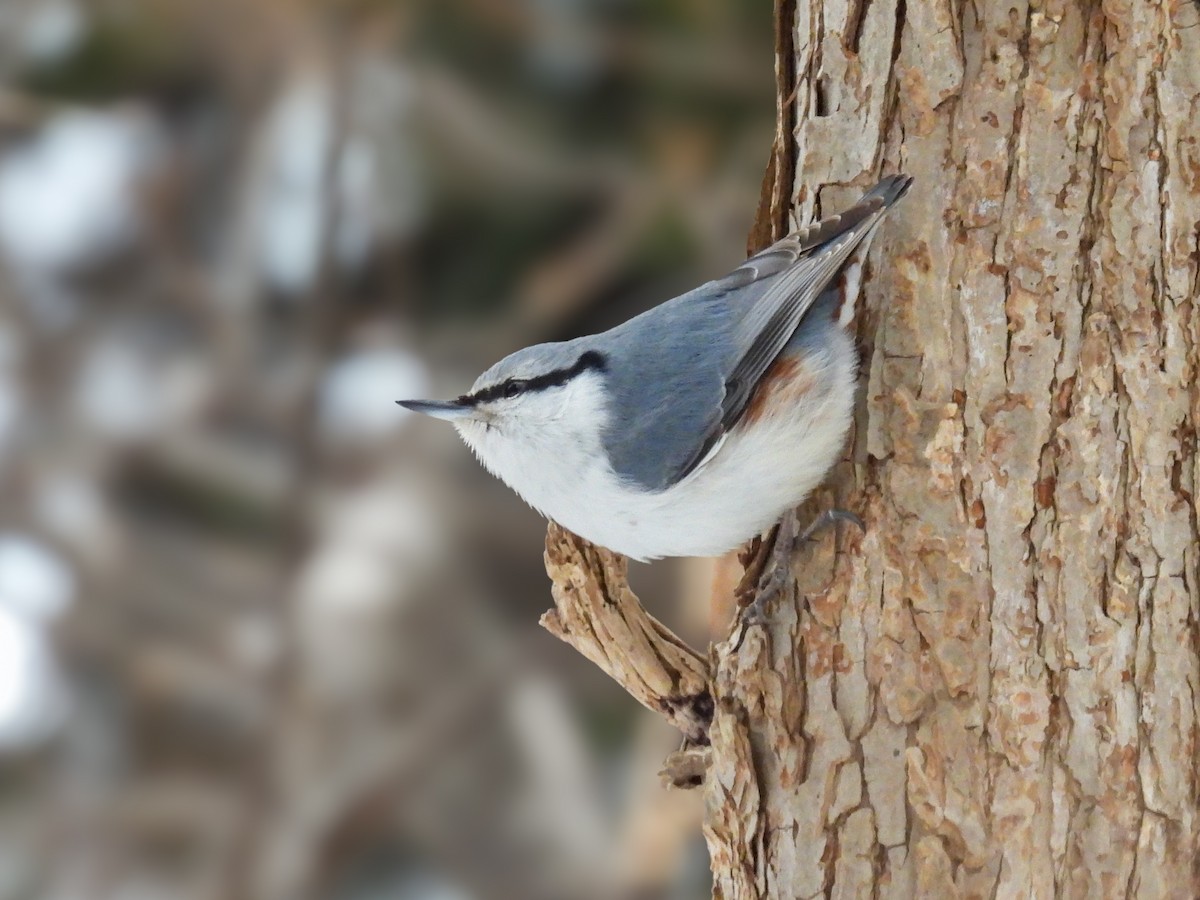 brhlík lesní - ML647399210