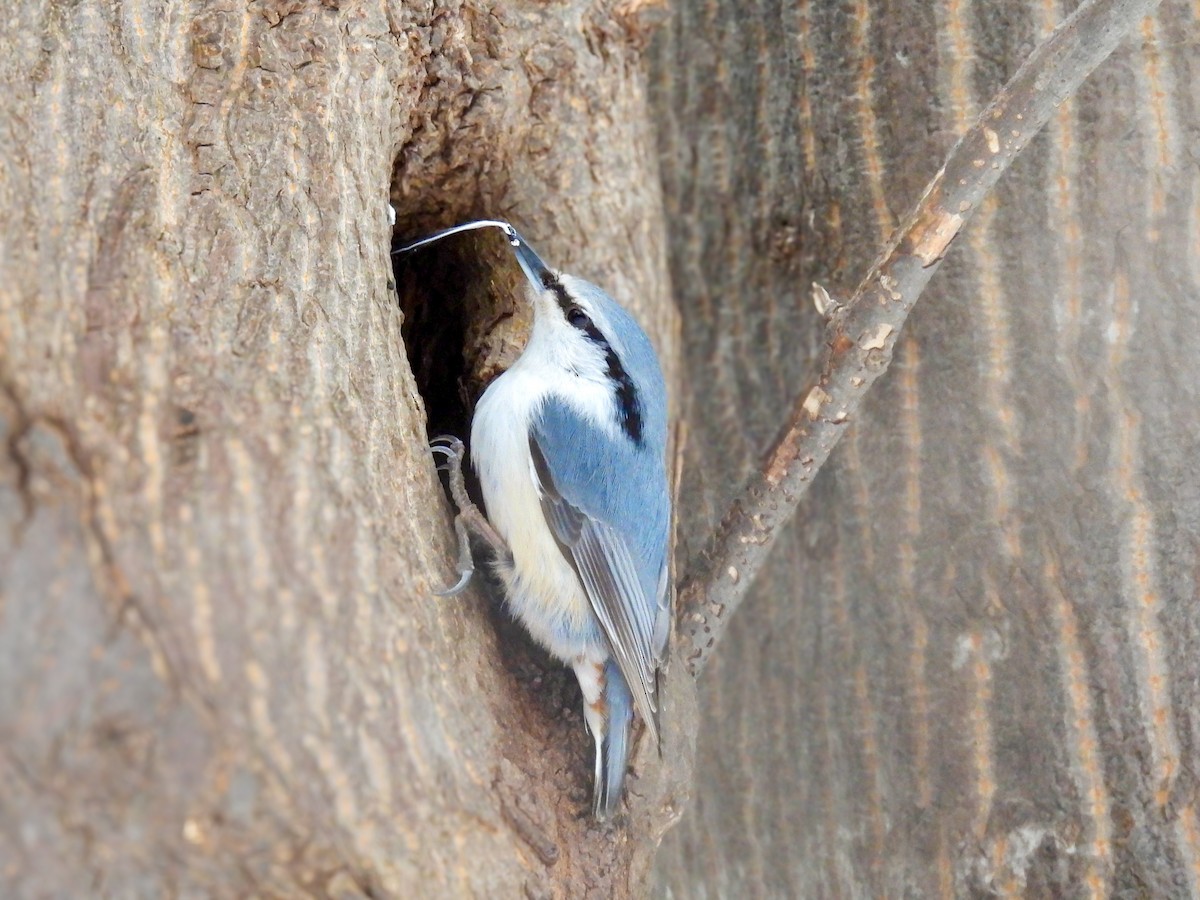 brhlík lesní - ML647399211