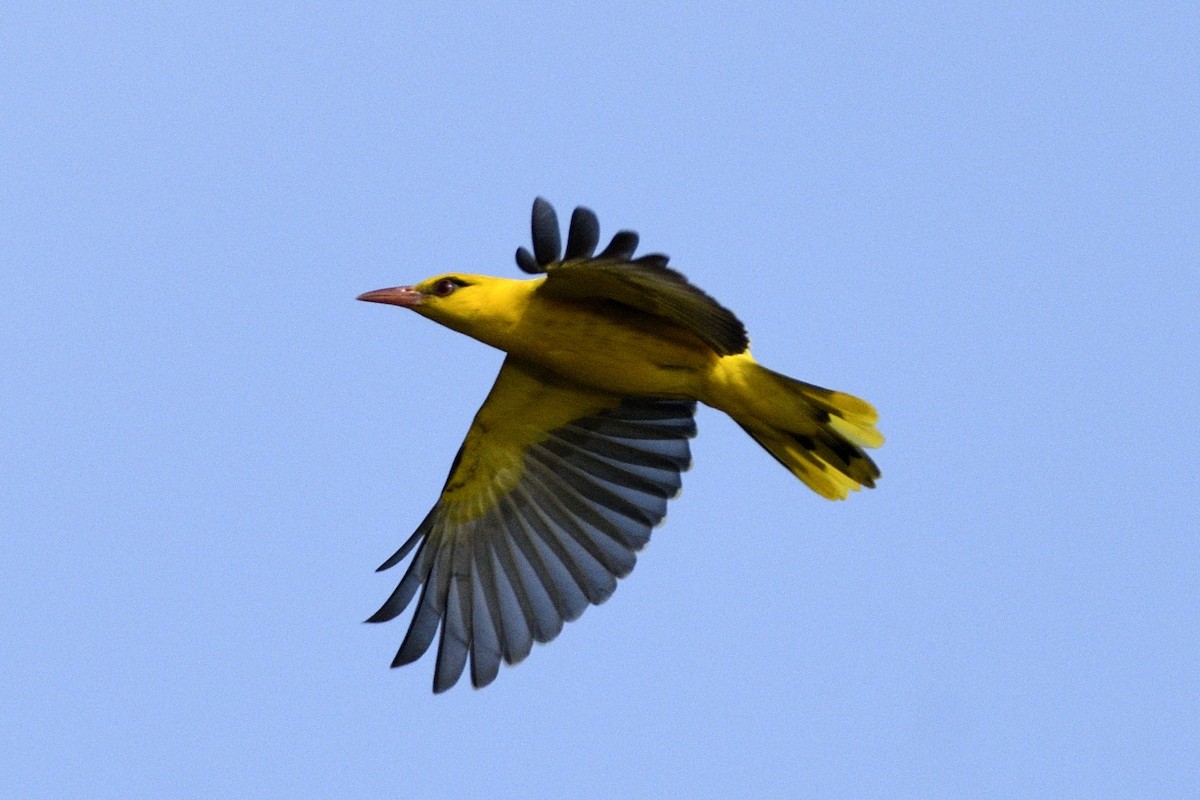 Indian Golden Oriole - ML647399216