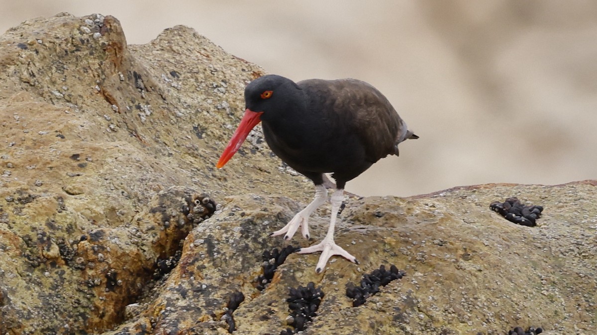 Ostrero Negro Americano - ML647399240