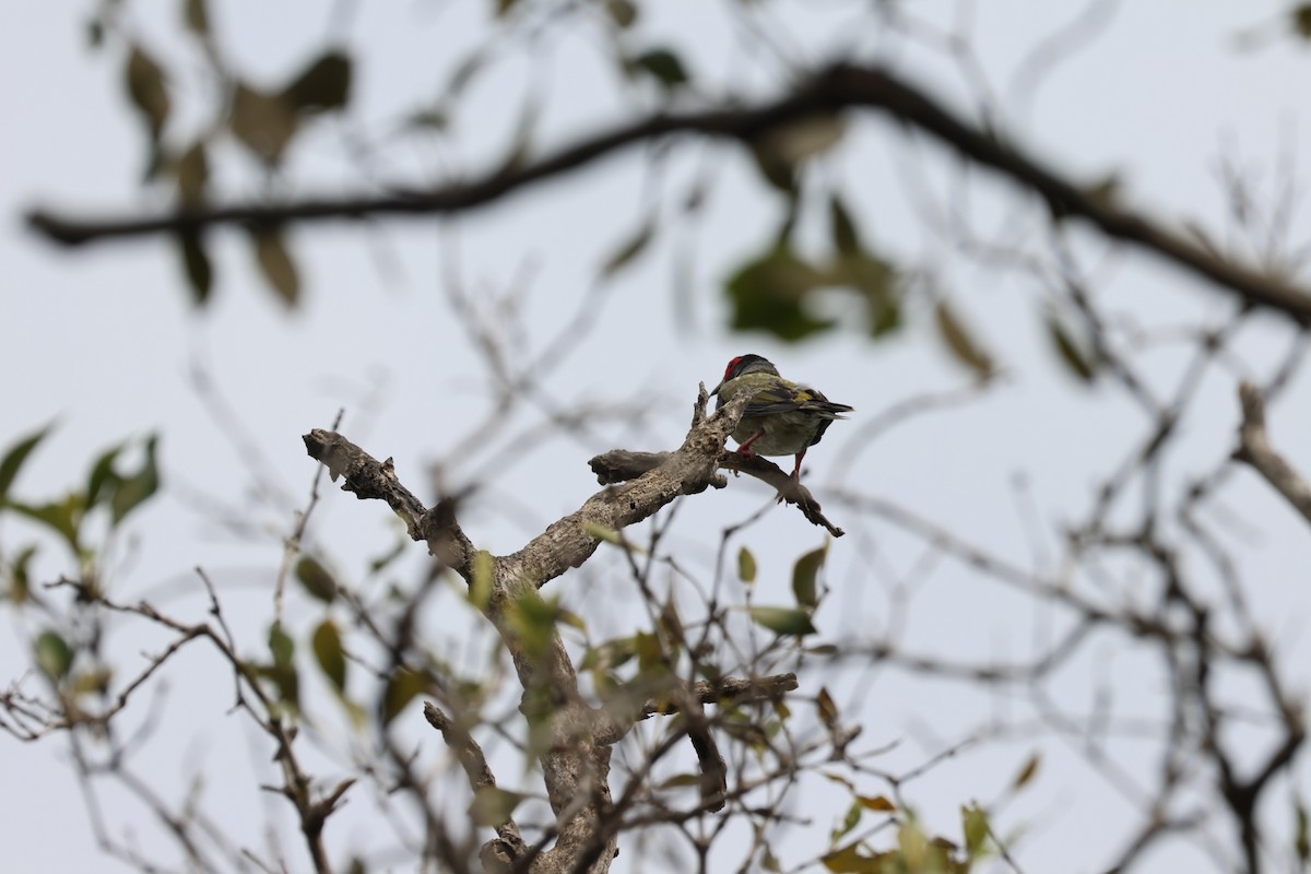 Sphécothère de Vieillot - ML647399244