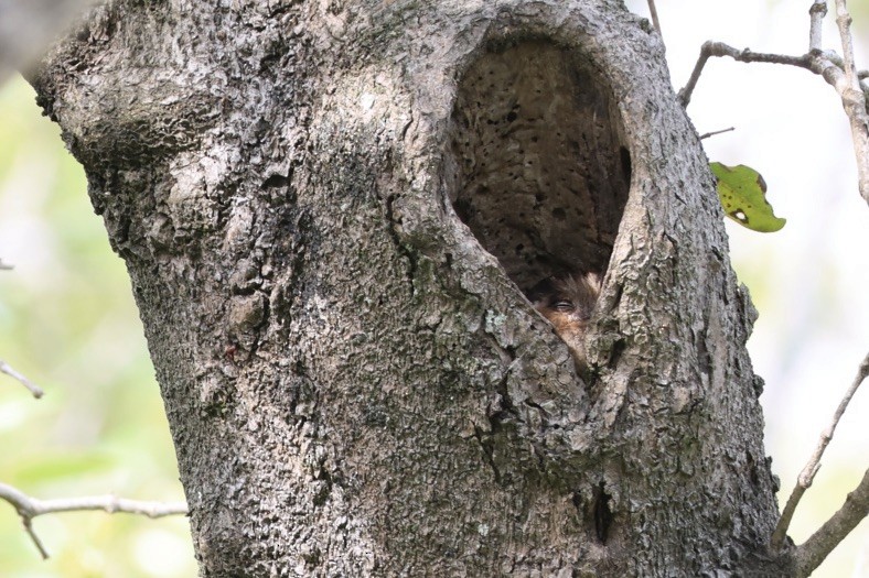 Égothèle d'Australie - ML647399246