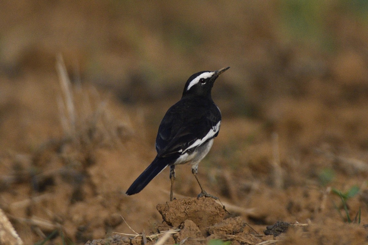 Lavandera India - ML647399269