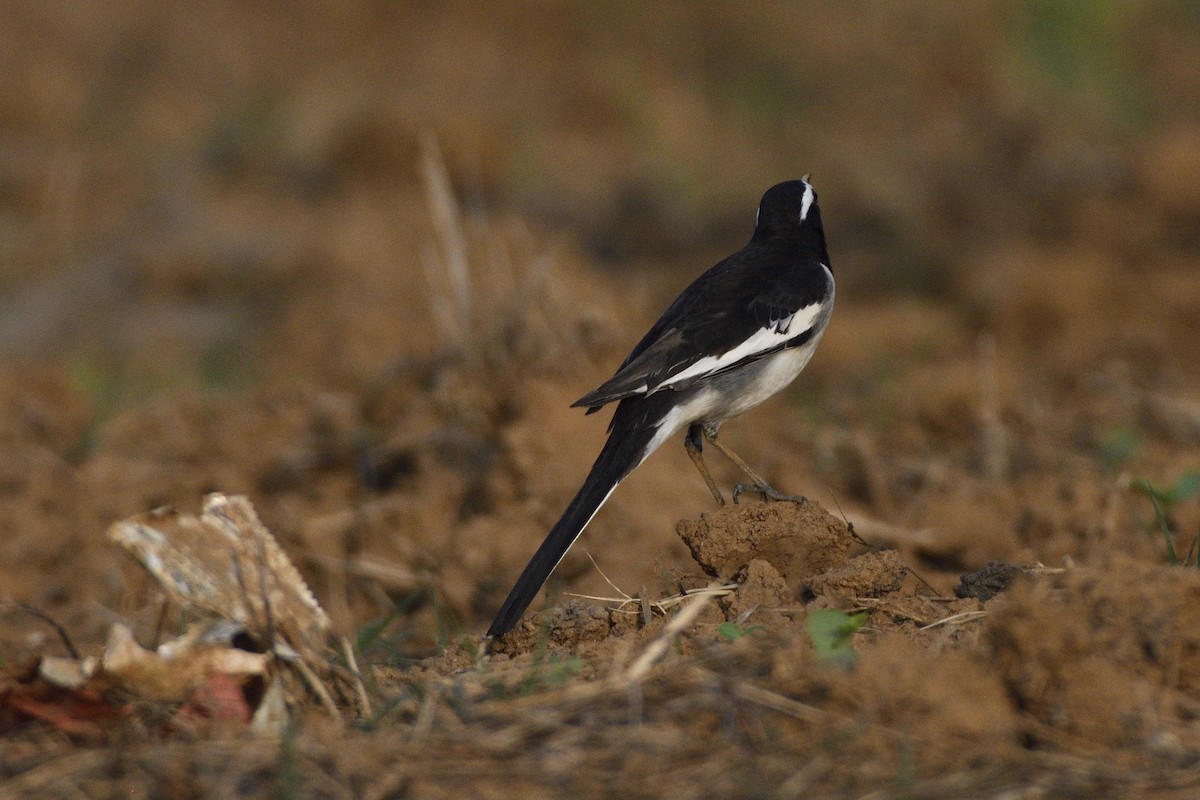 Lavandera India - ML647399270