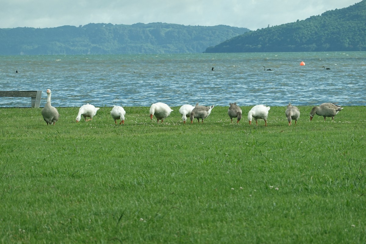 Graylag Goose (Domestic type) - ML647399279