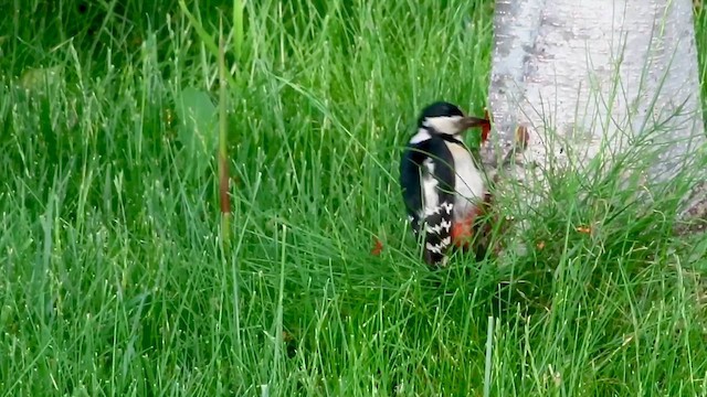 Большой пёстрый дятел - ML647399281