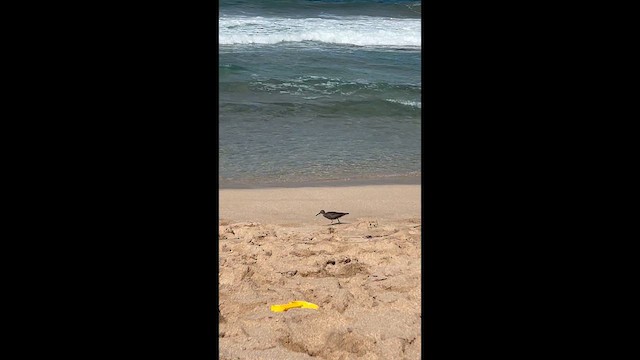 Американский пепельный улит - ML647399282