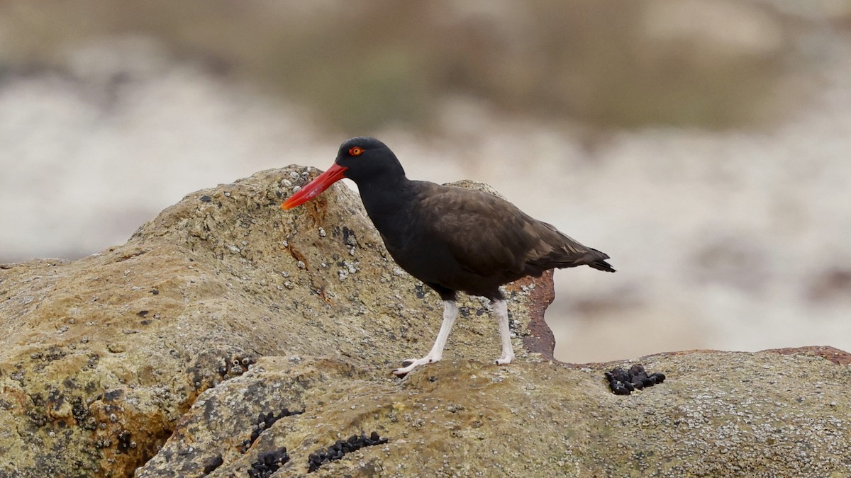 Ostrero Negro Americano - ML647399296