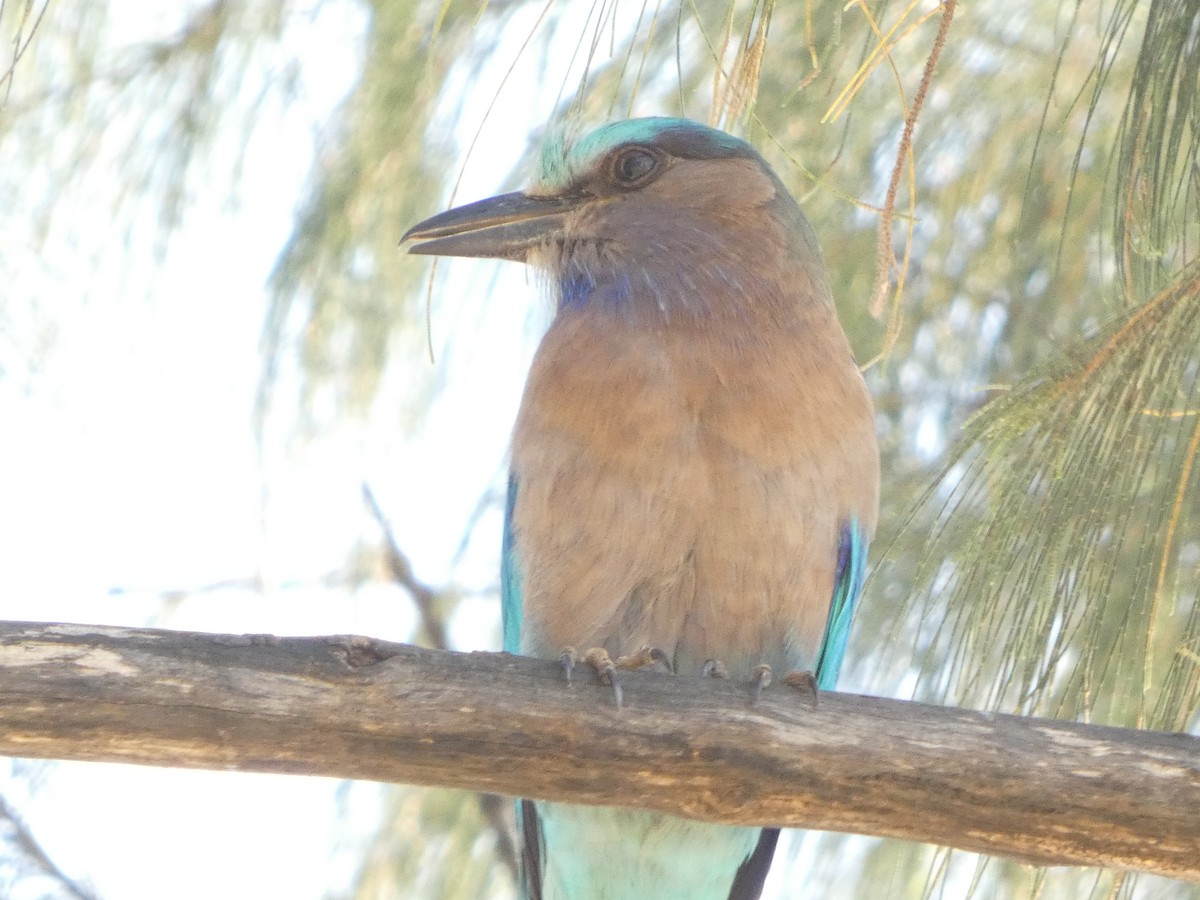 Indochinese Roller - ML647399299