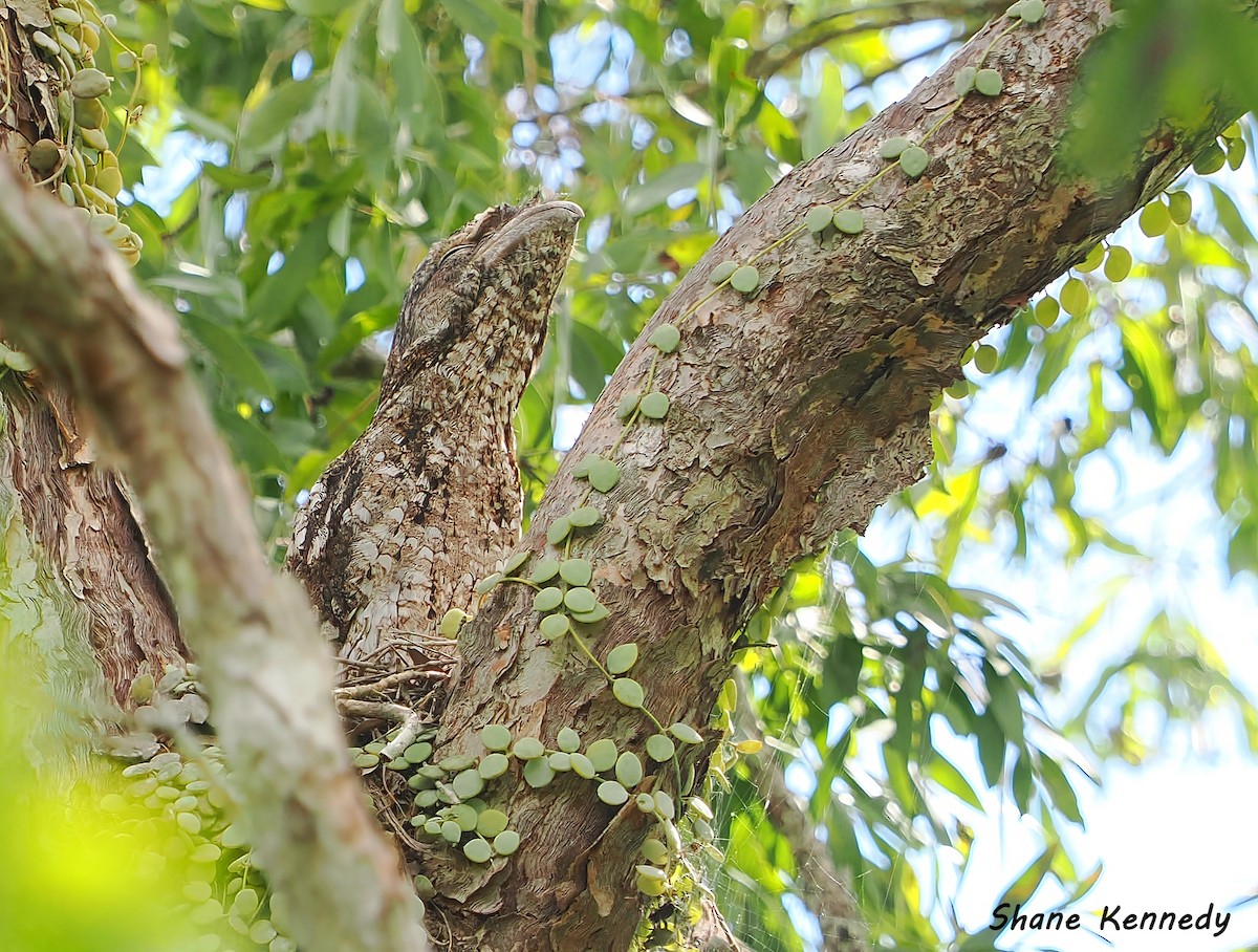 Papuan Frogmouth - ML647399308