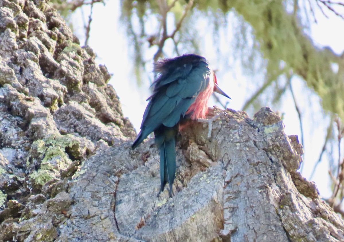 Lewis's Woodpecker - ML647399309