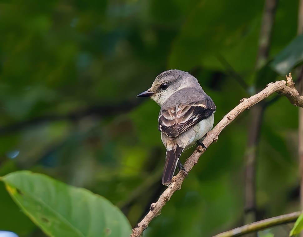 Brown-rumped Minivet - ML647399318