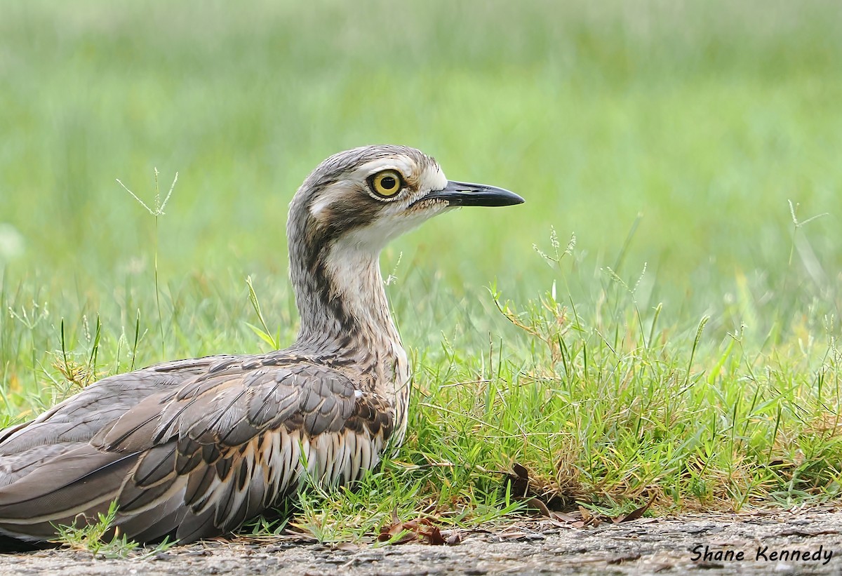 Bush Thick-knee - ML647399319