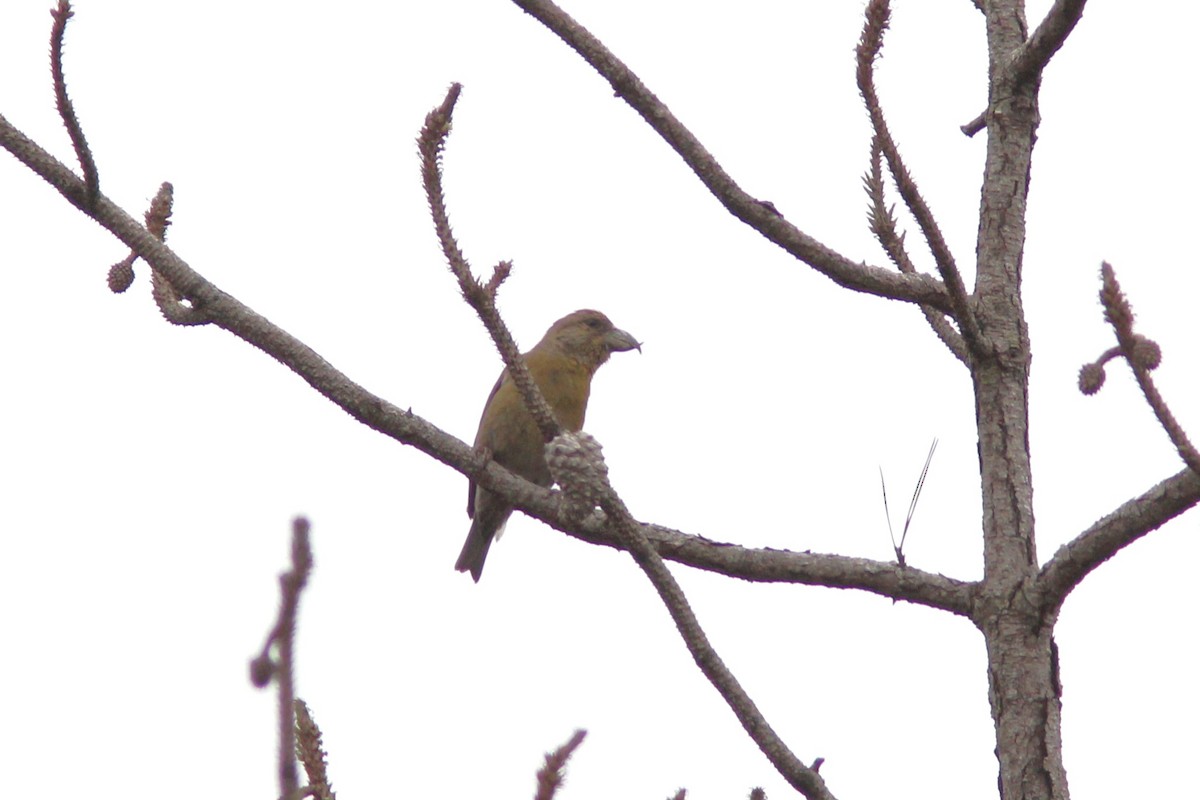 イスカ（mesamericana） - ML647399322