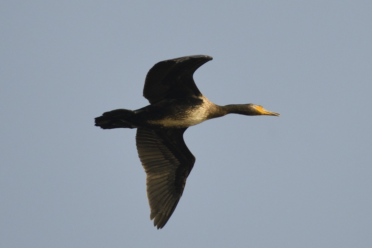 Great Cormorant - ML647399333