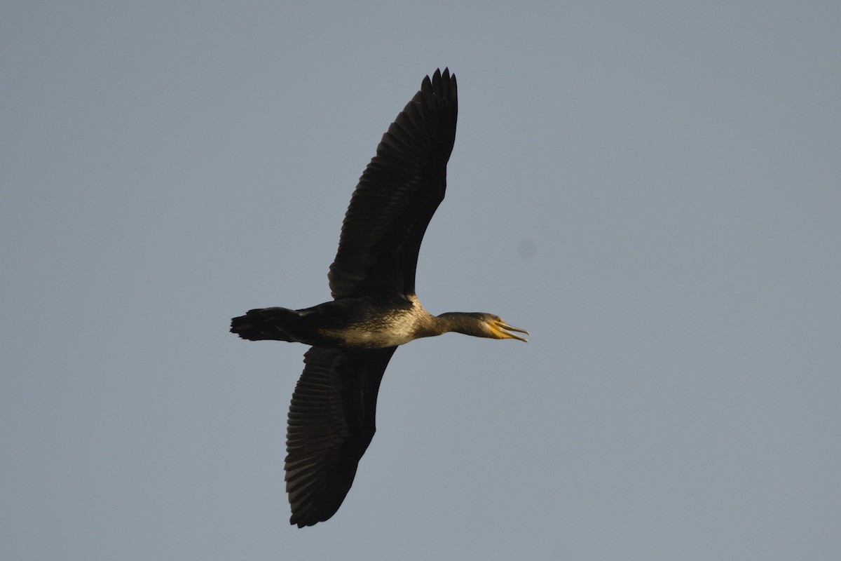 Great Cormorant - ML647399334