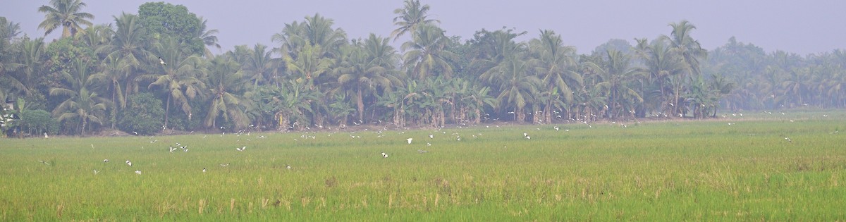 fasanbladhøne - ML647399337