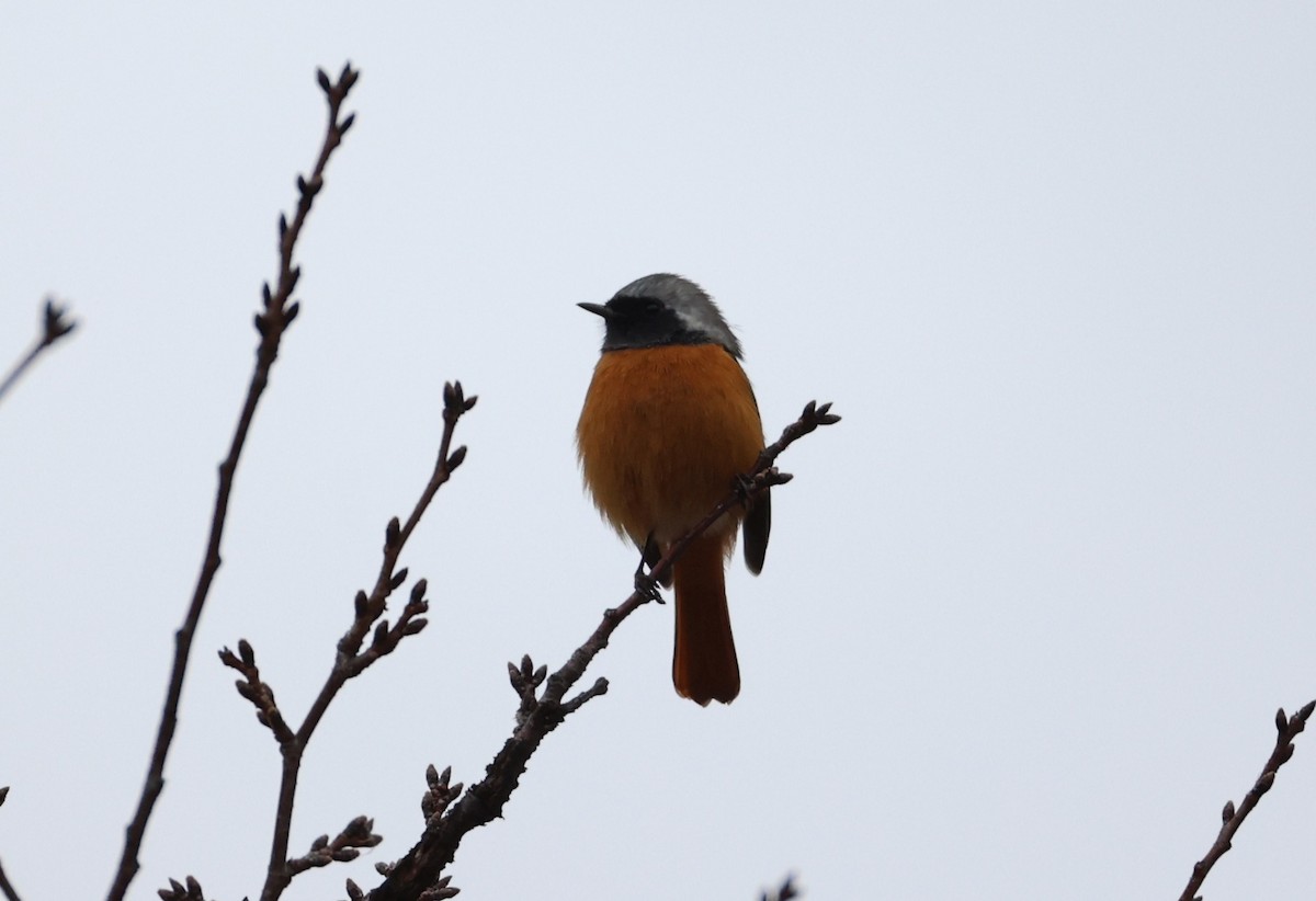 חכלילית סיבירית - ML647399347