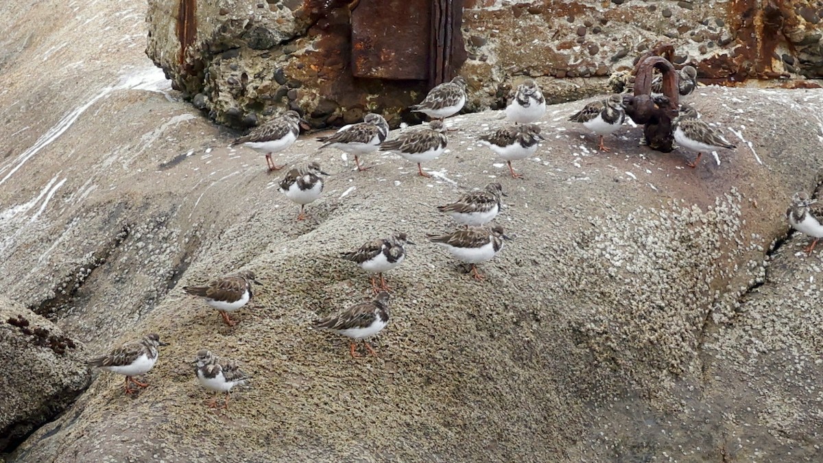 Vuelvepiedras Común - ML647399348