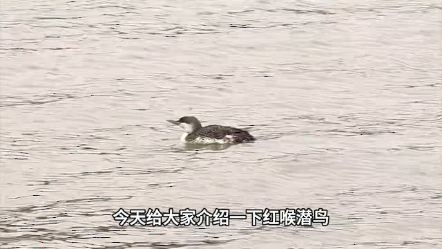 Краснозобая гагара - ML647399351