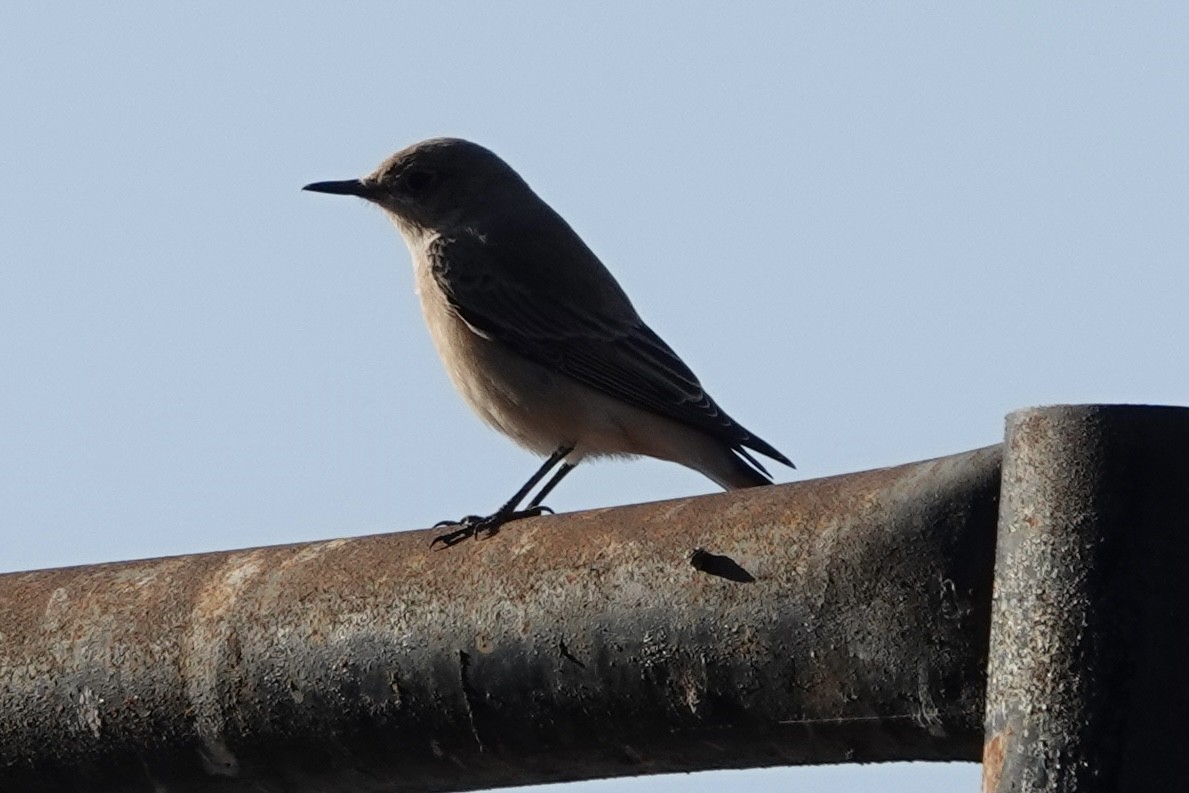 Hooded Wheatear - ML647399363