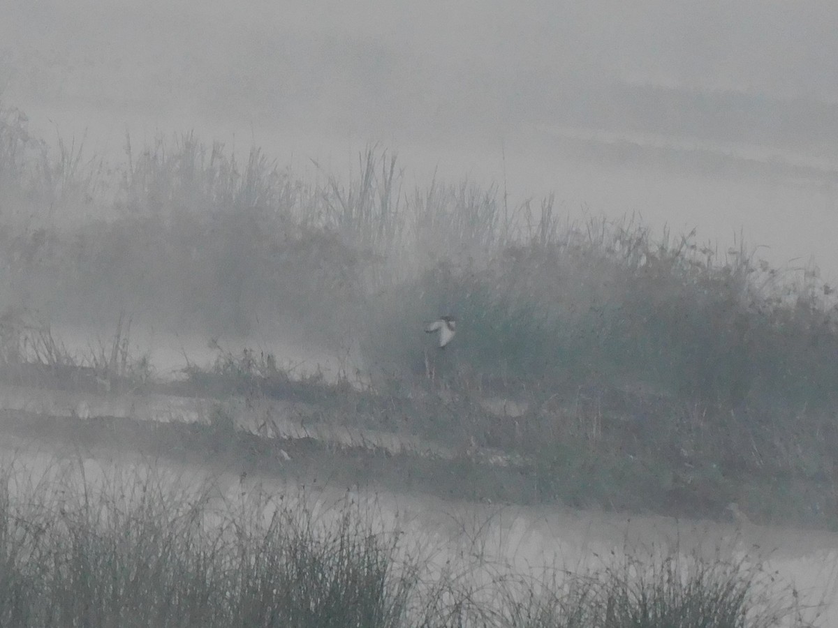 fasanbladhøne - ML647399391