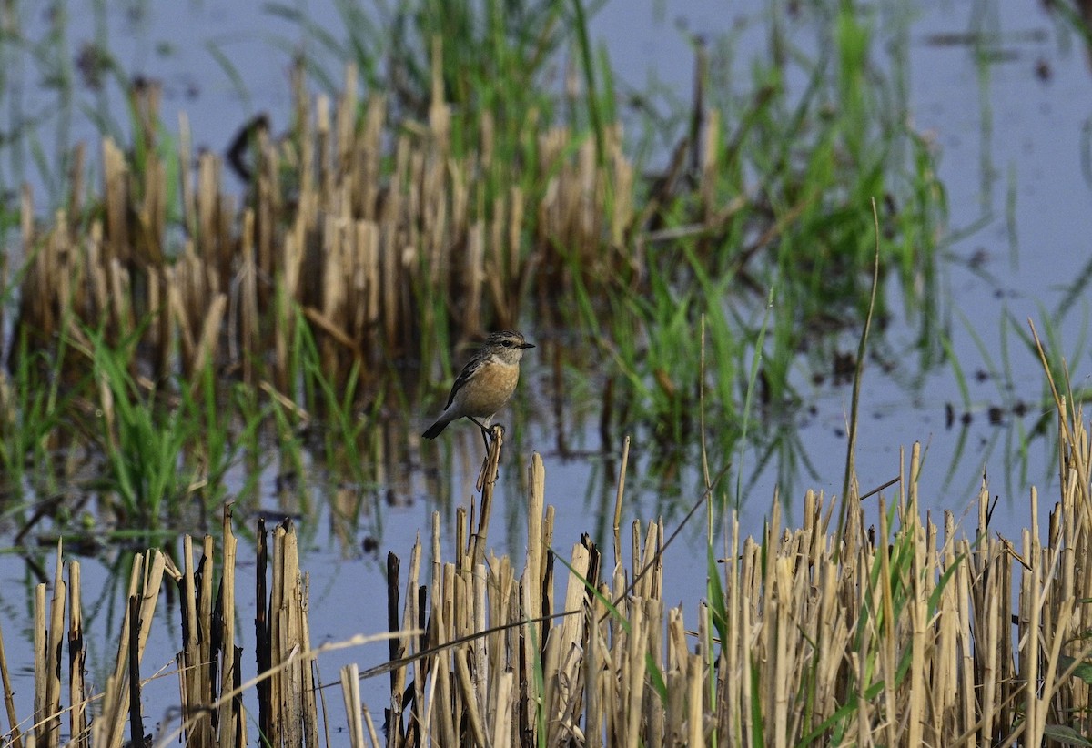 bramborníček sibiřský - ML647399395