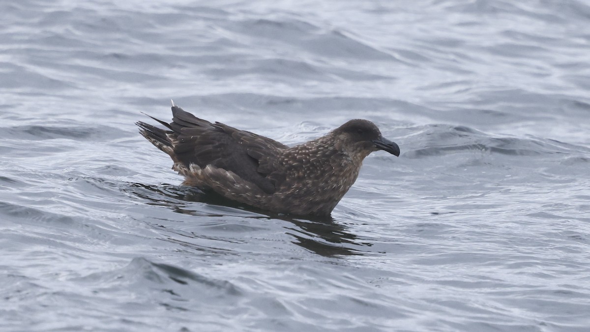 Págalo Chileno - ML647399406