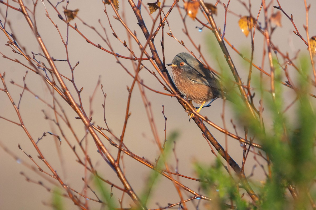 Provencegrasmücke - ML647399419