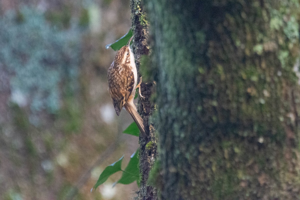 Waldbaumläufer - ML647399420