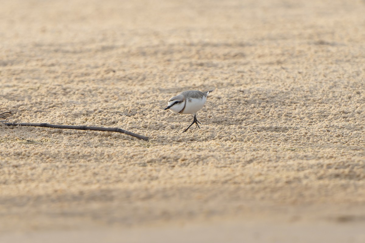 Rotband-Regenpfeifer - ML647399422