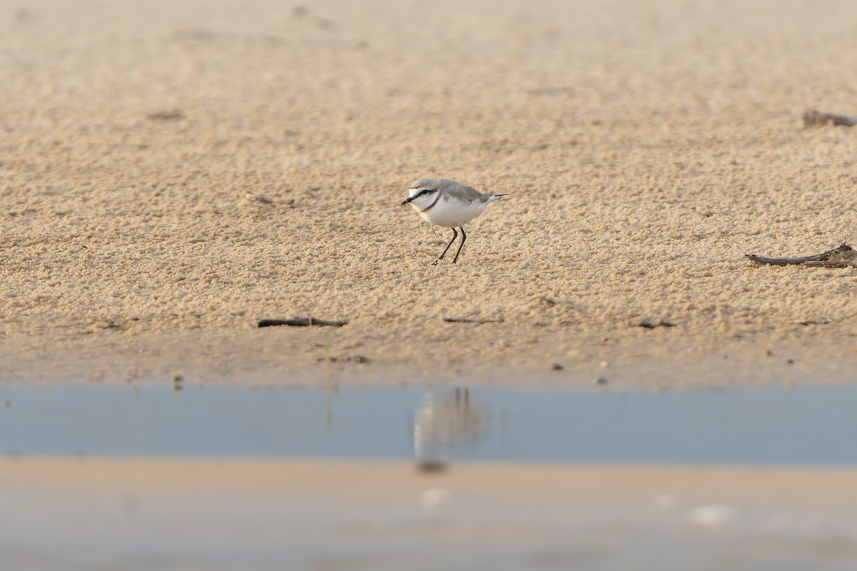 Rotband-Regenpfeifer - ML647399423