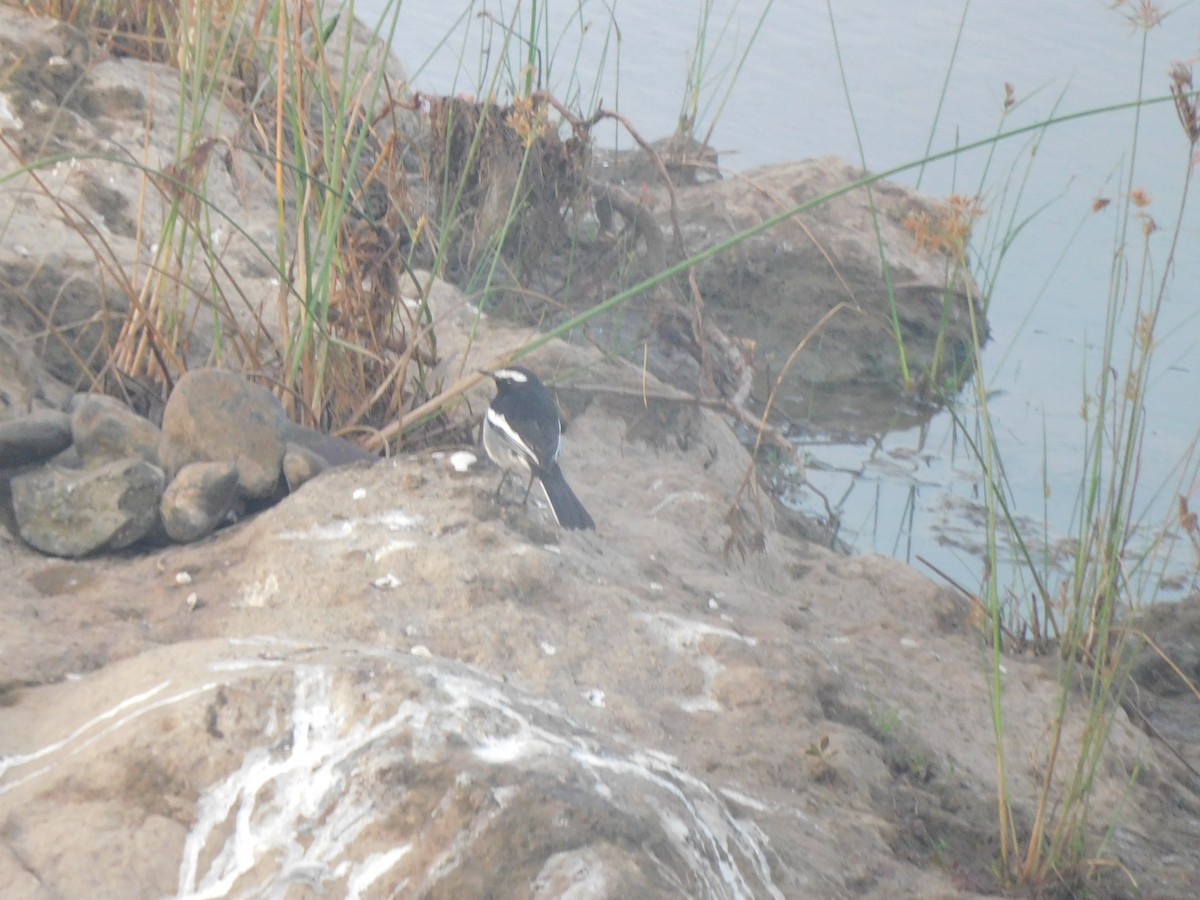 Weißbrauenstelze - ML647399426