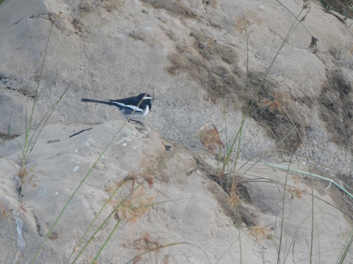 Weißbrauenstelze - ML647399427