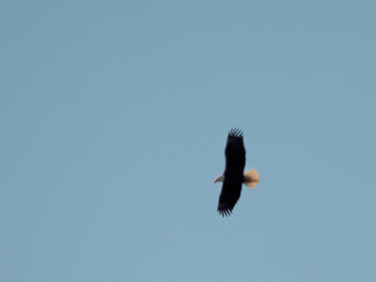 Weißkopf-Seeadler - ML647399428